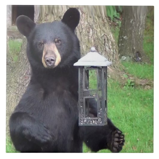 美しい黒熊 タイル (正面)