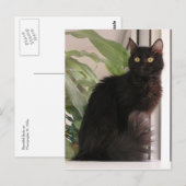 美しい黒猫 ポストカード (正面/裏面)