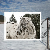 美しい黒白アパロオーサの馬 ポストカード