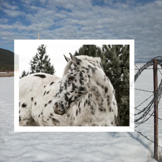 美しい黒白アパロオーサの馬 ポストカード