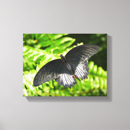 美しい黒蝶の昆虫自然 キャンバスプリント