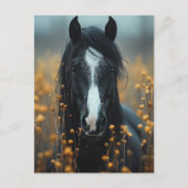 美しい黒馬 ポストカード (正面)