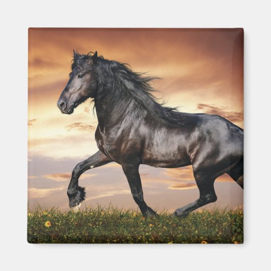 美しい黒馬 マグネット (正面)