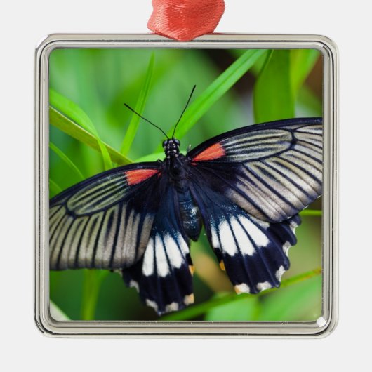 美しい黒、白、赤の蝶 メタルオーナメント (正面)