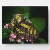 美しい・イン・スタースプラーク フォトプラーク (正面)