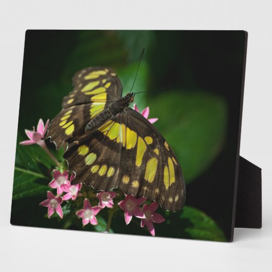 美しい・イン・スタースプラーク フォトプラーク (側面)