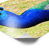 美しい・オブ・ピーコック フォトプリント            (角)