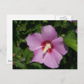 美しい（ピンク） ポストカード (正面/裏面)