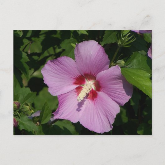 美しい（ピンク） ポストカード (正面)