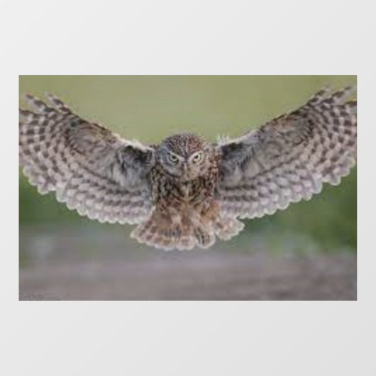 美しい"フクロウ飛行中"ウィンドウにしがみつく ウィンドウサイン (シート)