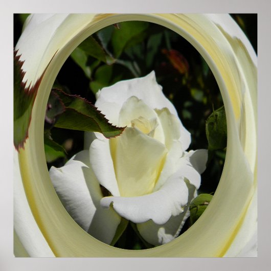 美しい・・・ ポスター (正面)