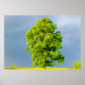 美しい ポスター (正面)