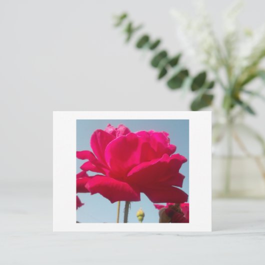 美しい 愛らしい 天上の ローズ 赤 青に映えて ポストカード (スタンド正面)