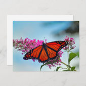 美しい（昆虫）オオカバマダラ、モナーク蝶の写真 ポストカード (正面/裏面)