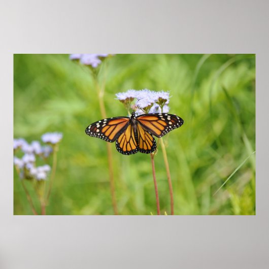 美しい(昆虫)オオカバマダラ、モナーク蝶の花写真芸術 ポスター (正面)