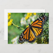 美しい（昆虫）オオカバマダラ、モナーク蝶 ポストカード (正面/裏面)