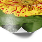 美しい《植物》百日草 フォトプリント            (角)