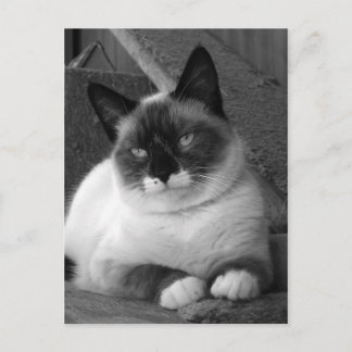 美しい（白黒） ポストカード