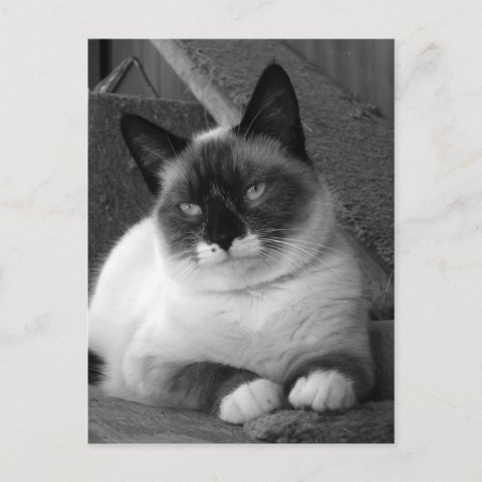 美しい（白黒） ポストカード (正面)