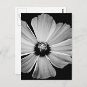 美しい（白黒） ポストカード (正面/裏面)