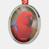 美しい"赤のレディ"エクレクタスオウム メタルオーナメント (左)