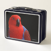 美しい"赤のレディ"エクレクタスオウム メタルランチボックス (裏面)
