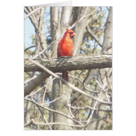 美しい（鳥）ショウジョウコウカンチョウがブランチカードに空白の座る