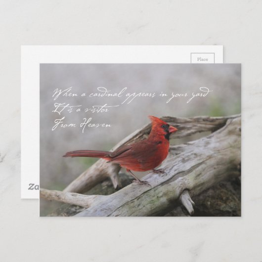 美しい（鳥）ショウジョウコウカンチョウとことわざ ポストカード (正面/裏面)