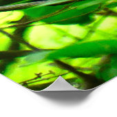 美しい（鳥）ショウジョウコウカンチョウ鳥春森の森のポスター ポスター (角)