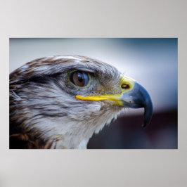 美しい《鳥》ハヤブサポートレート ポスター