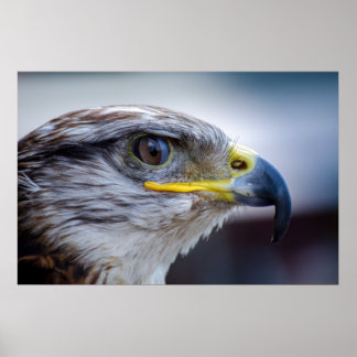 美しい《鳥》ハヤブサポートレート ポスター