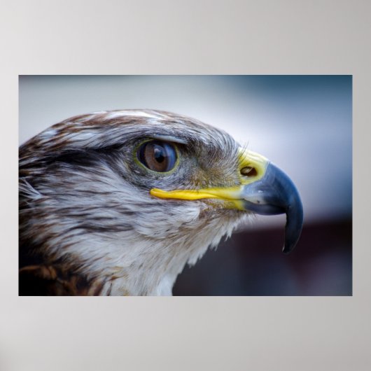 美しい《鳥》ハヤブサポートレート ポスター (正面)