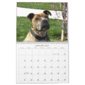 美しいBullys 2020犬のカレンダー カレンダー (1月 2027)