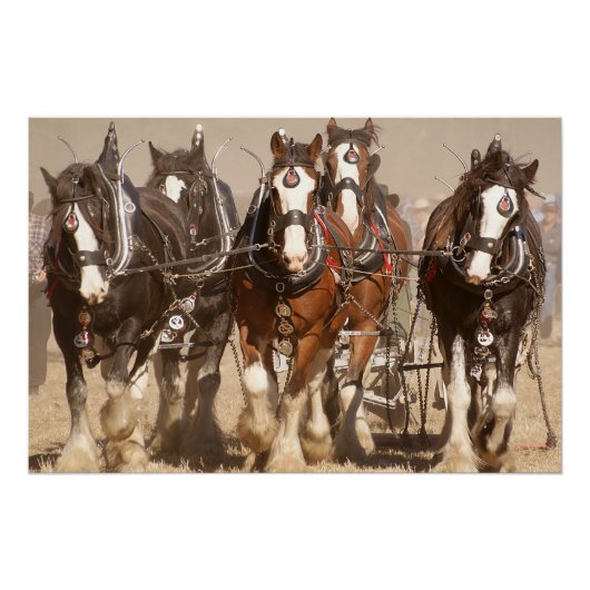 美しいClydesdale馬の耕作 – チームワーク ポスター (正面)