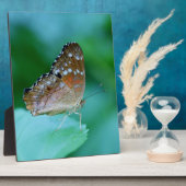 美しいDanaus Plexippus葉に蝶。 フォトプラーク (側面)