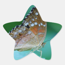 美しいDanaus Plexippus葉に蝶。