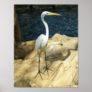 美しいEgreatの鳥の写真 ポスター