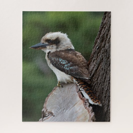美しいKookaburra Bird Australia, 520個 ジグソーパズル (縦)