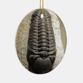 美しいPhacopsのtrilobiteの化石の写真 セラミックオーナメント (右)