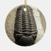美しいPhacopsのtrilobiteの化石の写真 セラミックオーナメント (正面)