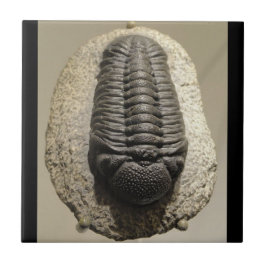 美しいPhacopsのtrilobiteの化石の写真 タイル