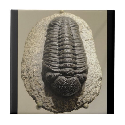 美しいPhacopsのtrilobiteの化石の写真 タイル (正面)
