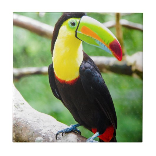 美しいToucan タイル (正面)