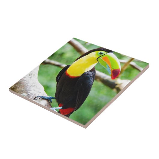 美しいToucan タイル (側面)