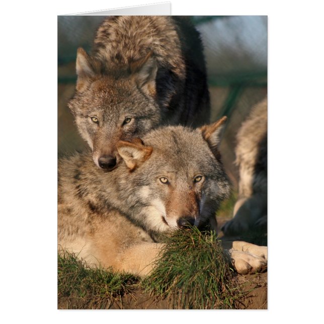 美しいwolfpair (正面)
