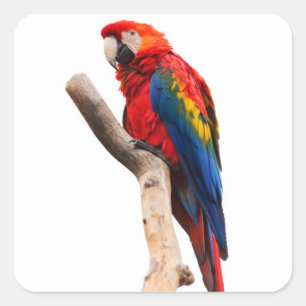 美しくカラフルな深紅のコンゴウインコのオウムの鳥 スクエアシール