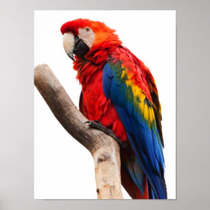 美しくカラフルな深紅のコンゴウインコのオウムの鳥 ポスター
