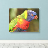 美しくカラフル鸚鵡 キャンバスプリント (インサイチュ (ウッドフロア))