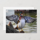 美しく印象的なウッドダックフロリダ写真 ポストカード (正面/裏面)