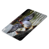 美しく印象的なウッドダックフロリダ写真 マグネット (左側)